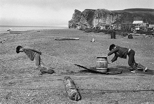 Pulling barrles of rendered seal oil to the boat, Umkumiut fishcamp.